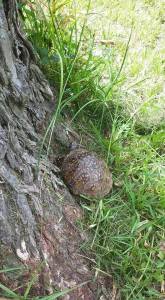 11011735_10204324055610697_7053216569011013767_n