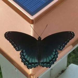 11255083_10204428123572331_2063781060679787704_n