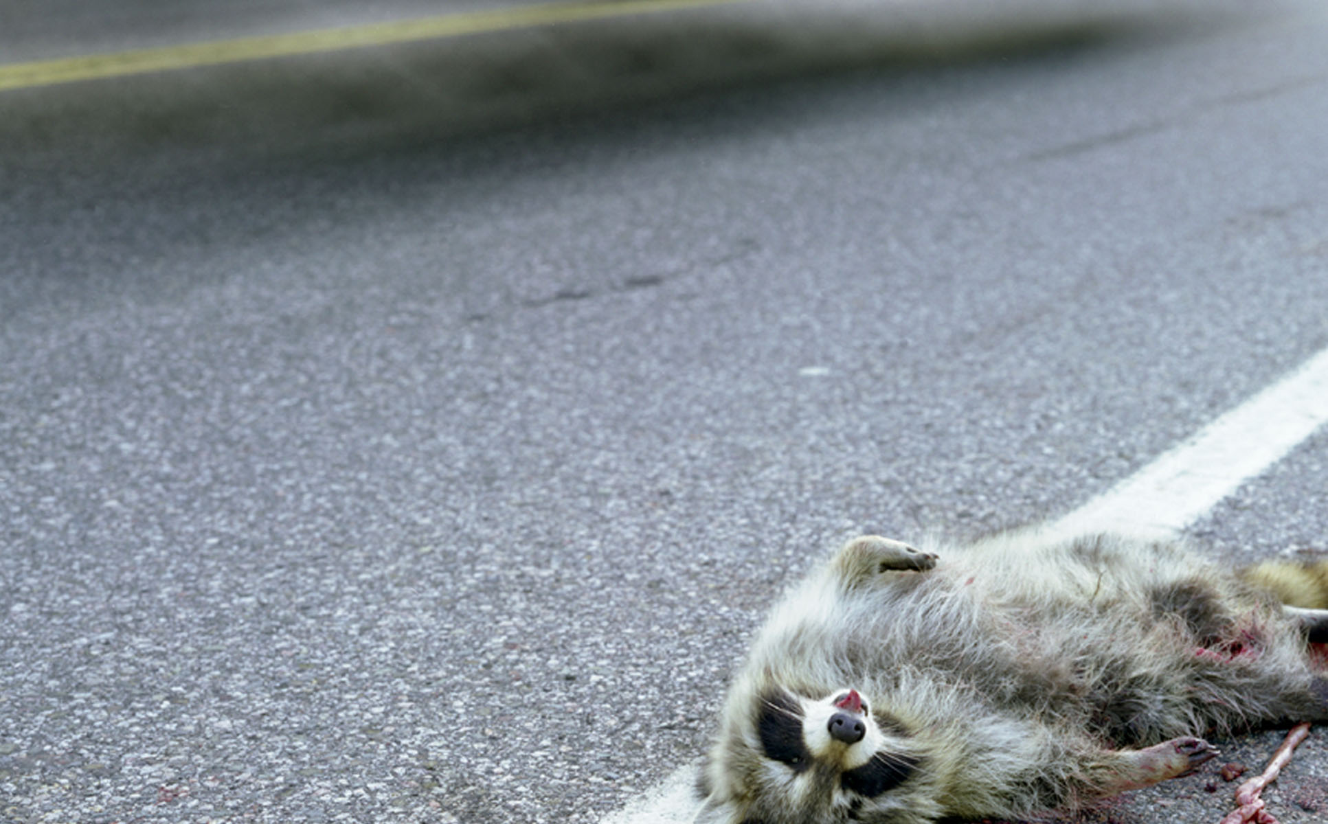 Background-roadkill