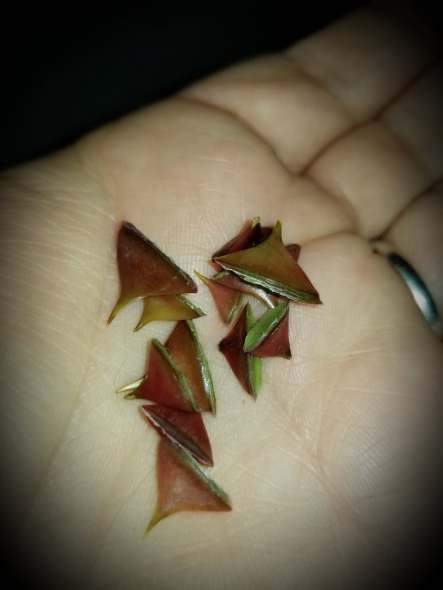 47097568_749988322014754_7381372670836736000_n