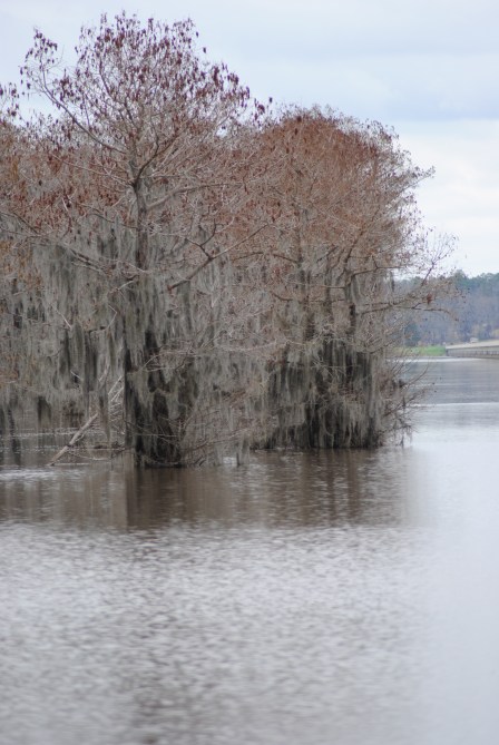 Lake Bistineau Louisiana