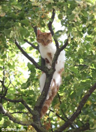 Cat in Tree