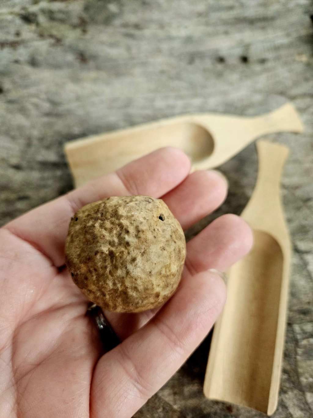 Swamp Witchcraft & the Magic of Oak&nbsp;Galls